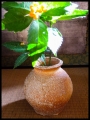 Shigaraki vase
